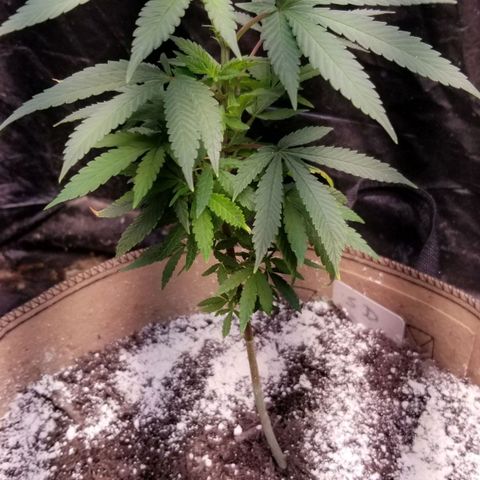 Sour Diesel growlog timeline photo