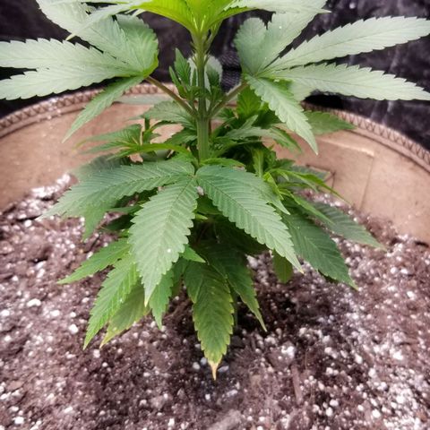 Sour Diesel growlog timeline photo