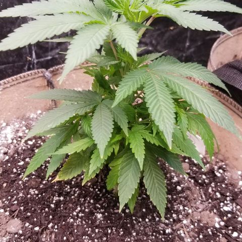 Sour Diesel growlog timeline photo