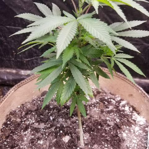Sour Diesel growlog timeline photo