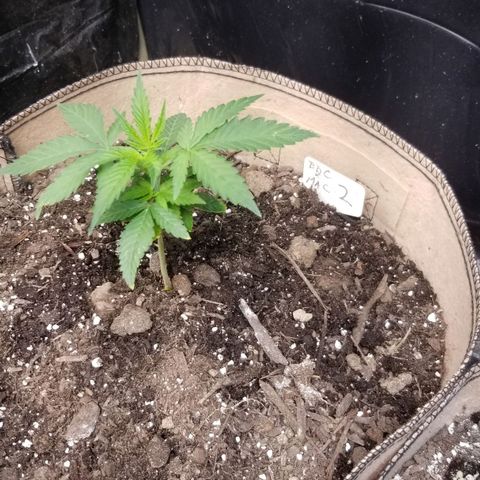 BBC x MAC1 growlog photo: Moved 1 to 5gal bag.