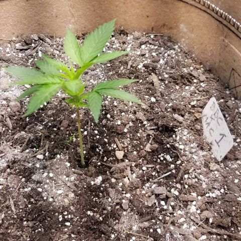 BBC x MAC1 growlog photo: Moved 1 to 5gal bag.