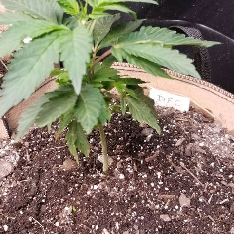 Dosidos Fortune Cookies growlog timeline photo