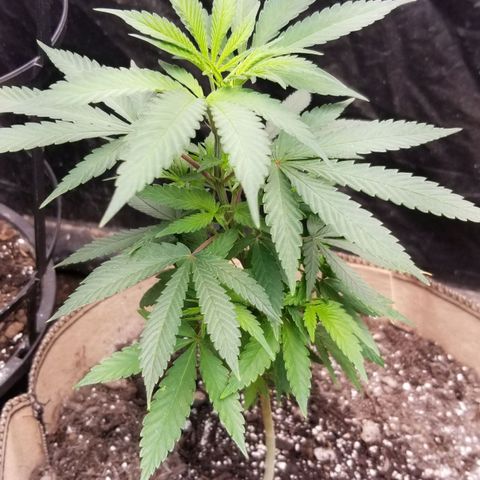 Sour Diesel growlog timeline photo