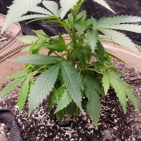 Sour Diesel growlog timeline photo