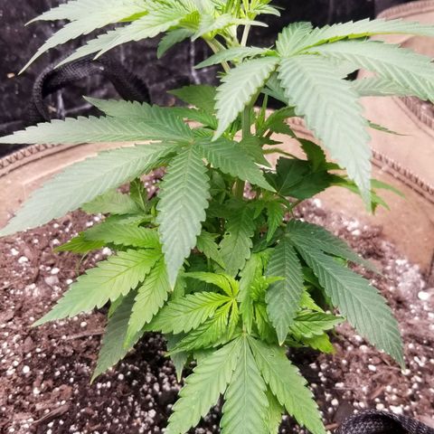 Sour Diesel growlog timeline photo