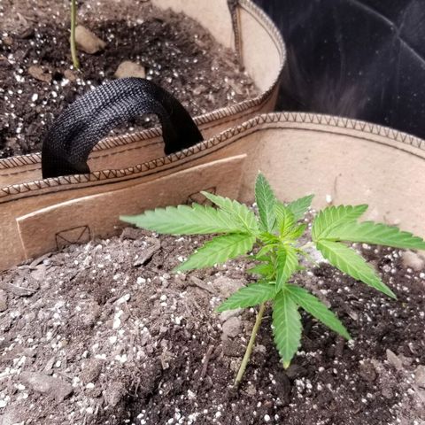 BBC x MAC1 growlog timeline photo