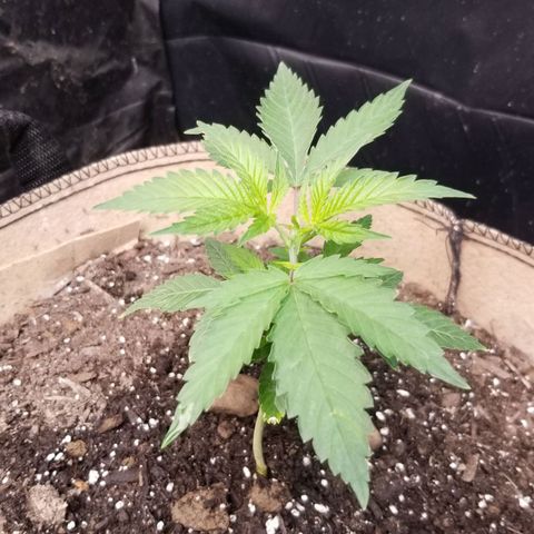 BBC x MAC1 growlog timeline photo
