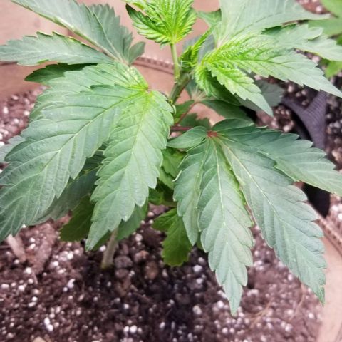 Dosidos Fortune Cookies growlog timeline photo