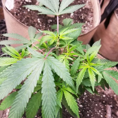 Sour Diesel growlog timeline photo