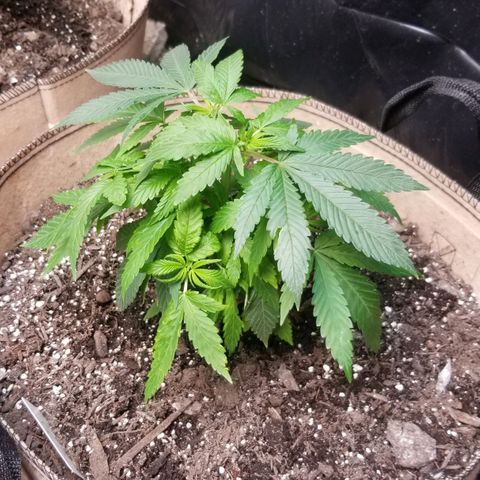 Sour Diesel growlog timeline photo