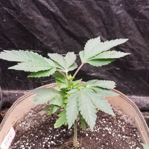 Dosidos Fortune Cookies growlog timeline photo