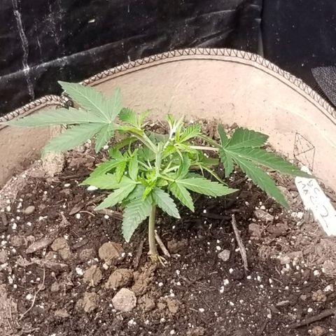 BBC x MAC1 growlog timeline photo