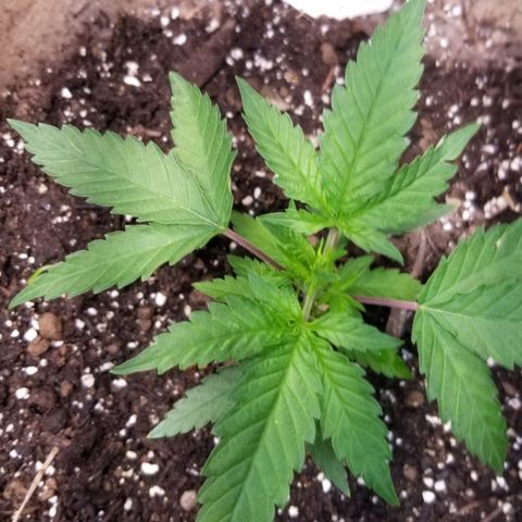 BBC x MAC1 growlog timeline photo