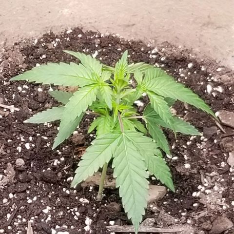BBC x MAC1 growlog timeline photo