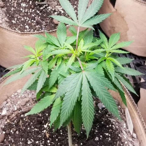 Sour Diesel growlog timeline photo