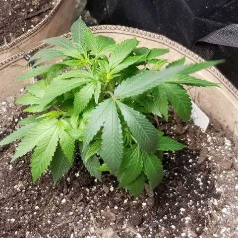 Sour Diesel growlog timeline photo