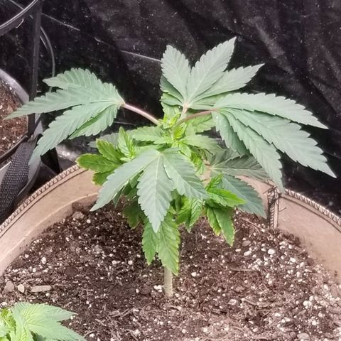 Dosidos Fortune Cookies growlog timeline photo