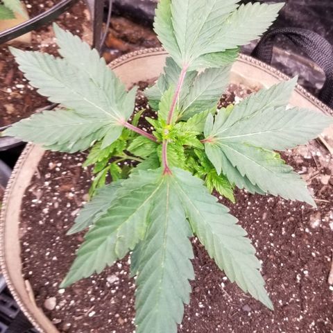 Dosidos Fortune Cookies growlog timeline photo