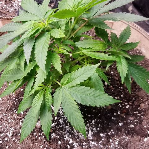 Sour Diesel growlog timeline photo