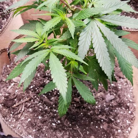 Sour Diesel growlog timeline photo