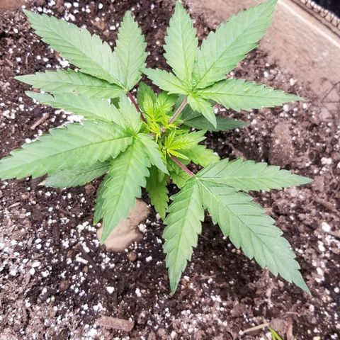 BBC x MAC1 growlog timeline photo