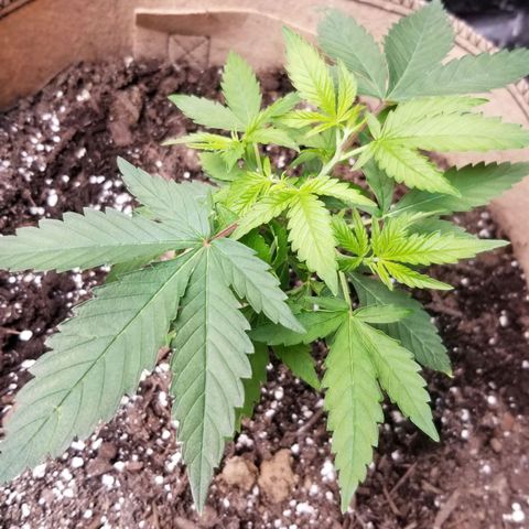 BBC x MAC1 growlog timeline photo