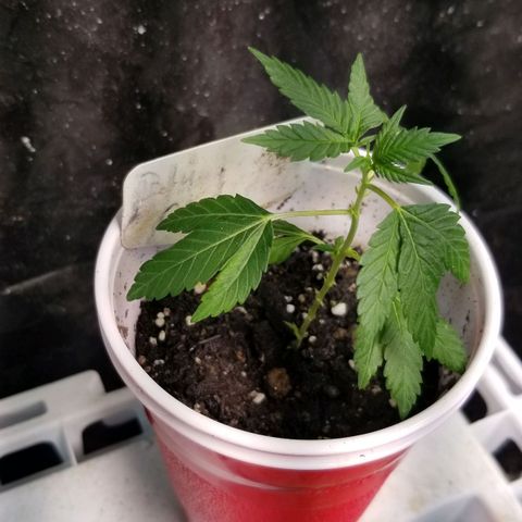 Blue Cheese growlog timeline photo