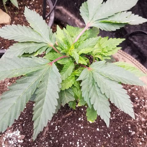 Dosidos Fortune Cookies growlog timeline photo