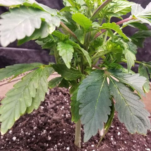 Dosidos Fortune Cookies growlog timeline photo