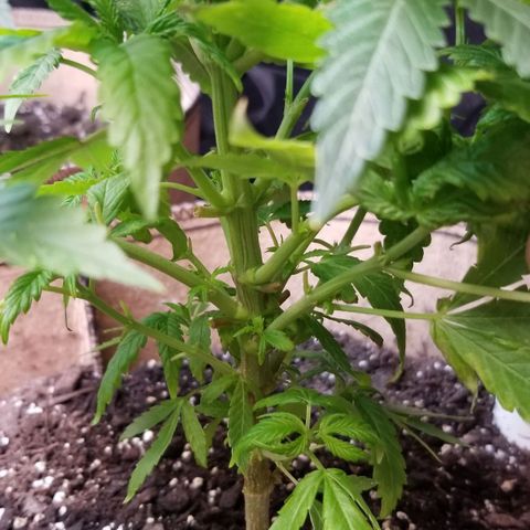 Sour Diesel growlog timeline photo