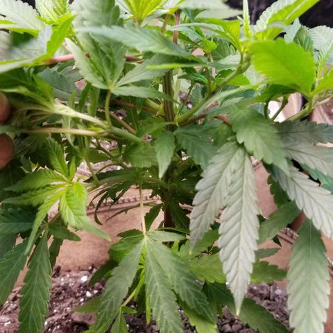 Sour Diesel growlog timeline photo