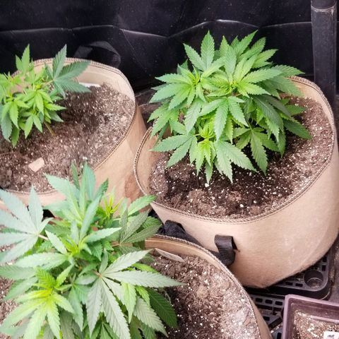Sour Diesel growlog timeline photo