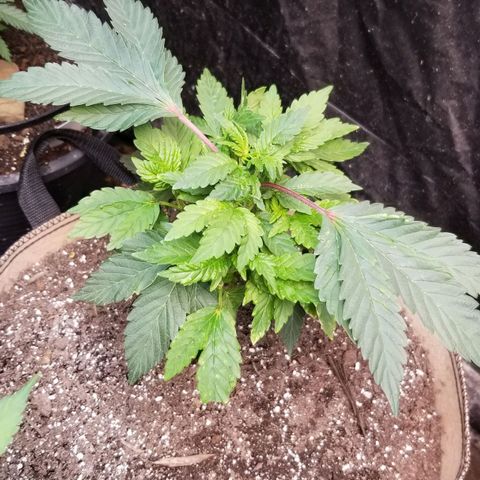Dosidos Fortune Cookies growlog timeline photo