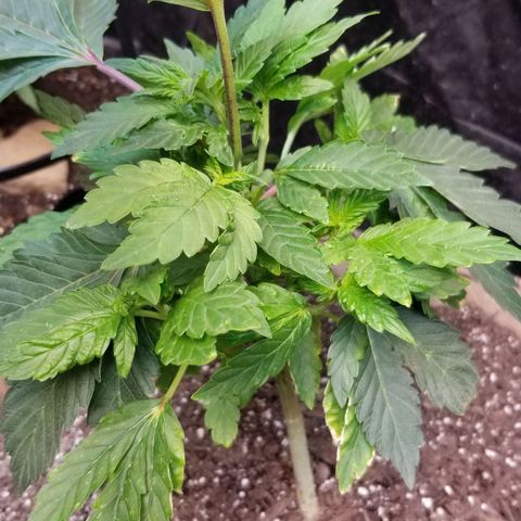 Dosidos Fortune Cookies growlog timeline photo