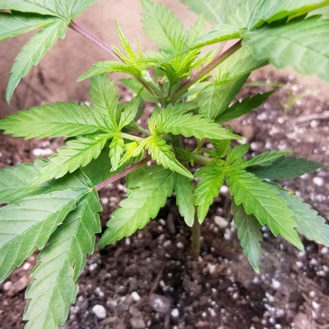 BBC x MAC1 growlog timeline photo