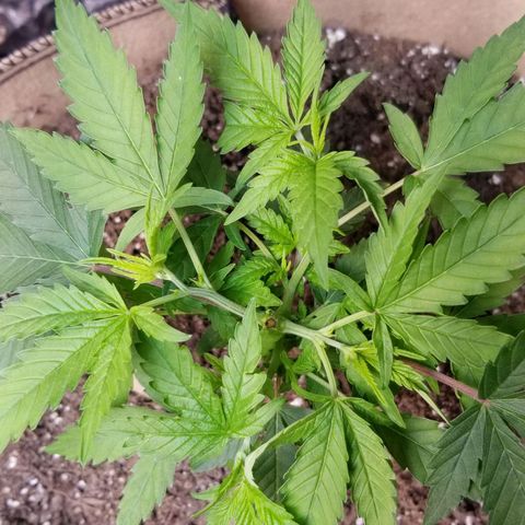 BBC x MAC1 growlog timeline photo