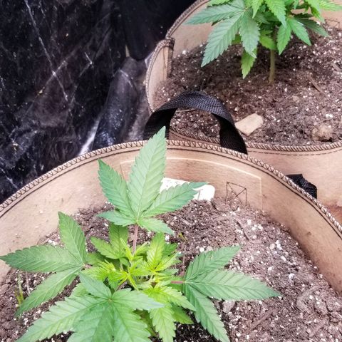 BBC x MAC1 growlog timeline photo