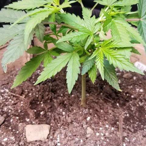 BBC x MAC1 growlog timeline photo