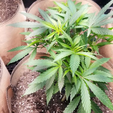 Sour Diesel growlog timeline photo