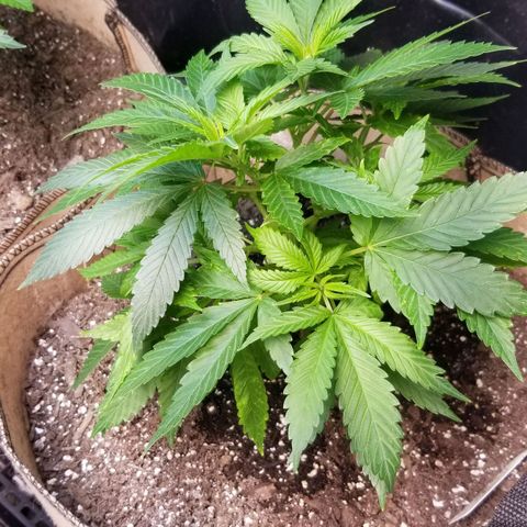 Sour Diesel growlog timeline photo