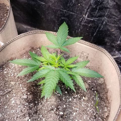 BBC x MAC1 growlog timeline photo