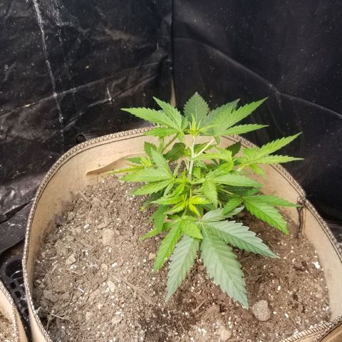 BBC x MAC1 growlog timeline photo