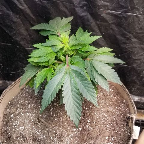 Dosidos Fortune Cookies growlog timeline photo