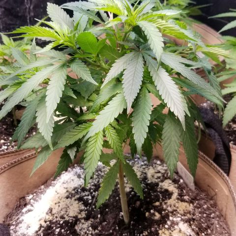 Sour Diesel growlog timeline photo