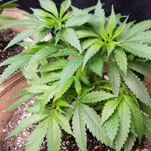 Sour Diesel growlog timeline photo