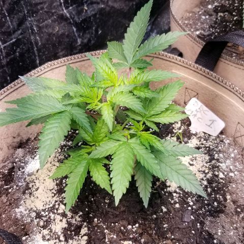 BBC x MAC1 growlog timeline photo
