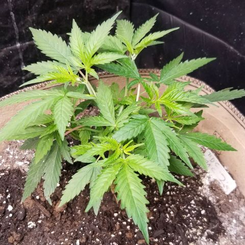BBC x MAC1 growlog timeline photo