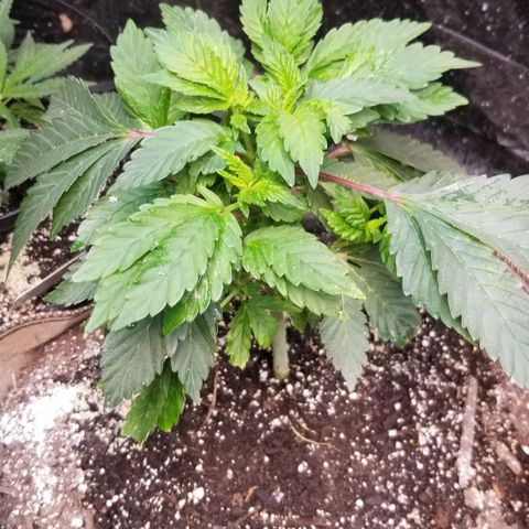 Dosidos Fortune Cookies growlog timeline photo