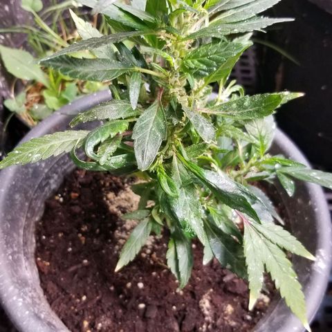 Jr Mints x MAC1 growlog timeline photo
